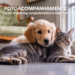 fotoacompanhamente